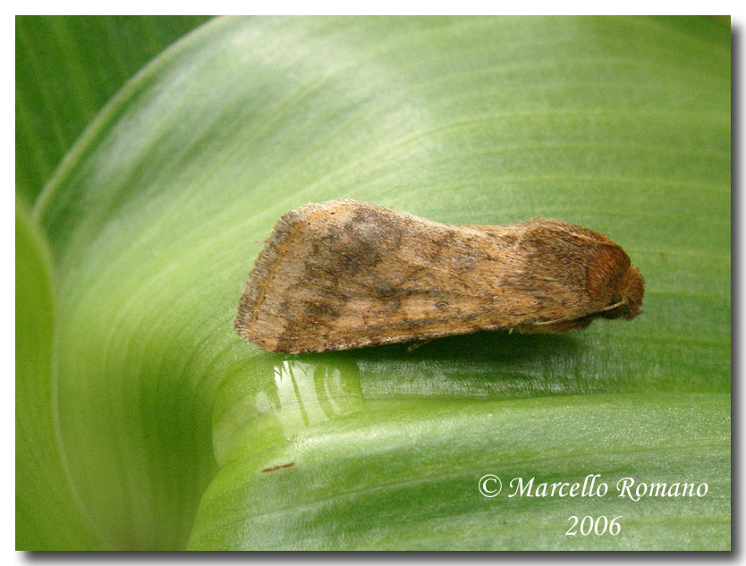 Helicoverpa armigera (nottua) su  Himantoglossum robertianum